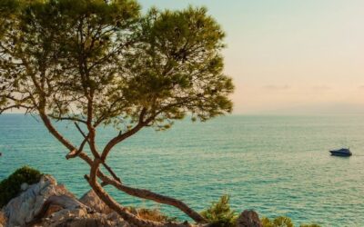 Discover La Pineda