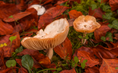 Autumn begins today 